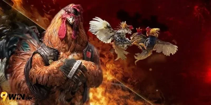 9Win sẵn sàng giải đáp mọi thắc mắc khi chơi đá gà Thomo