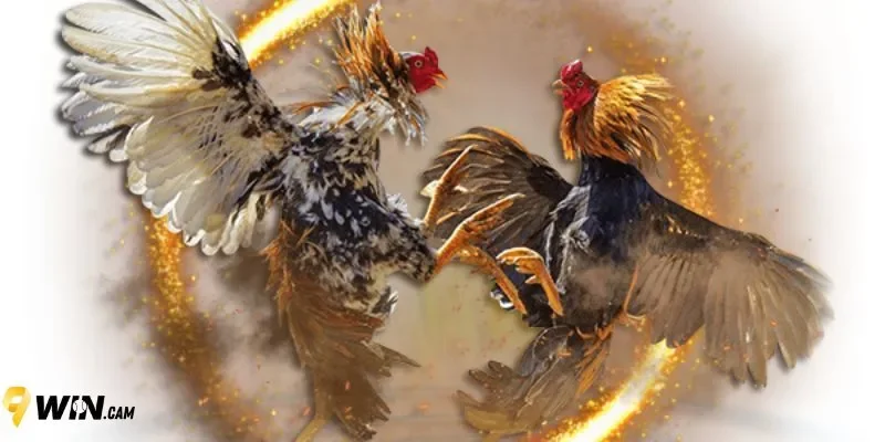 Những điểm nổi bậc khi trải nghiệm chơi đá gà cựa sắt tại 9Win